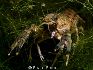 Crayfish by Beate Seiler 